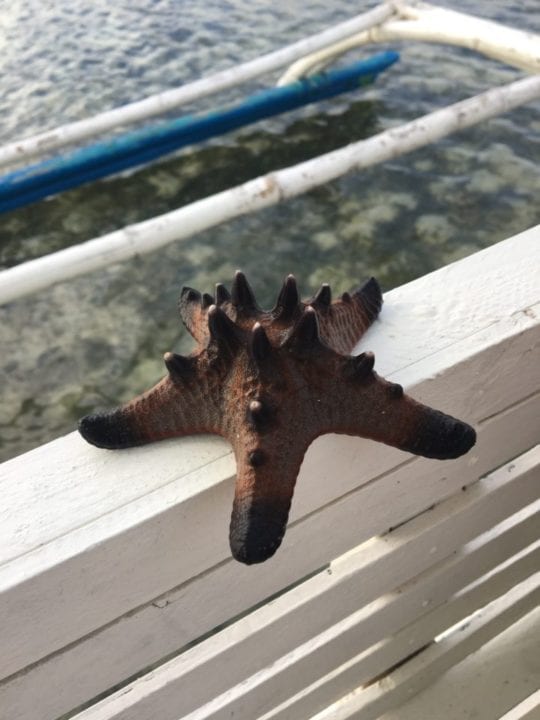Starfish Bantayan Island