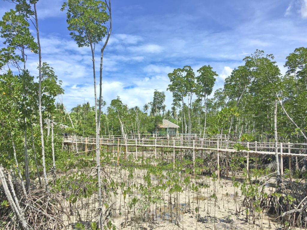 Mangrove Park Bantayan Island