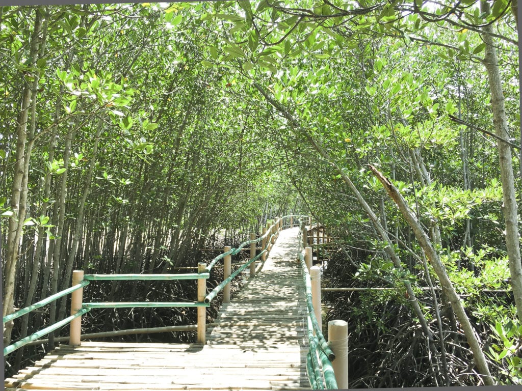 Mangrove Park Bantayan Island